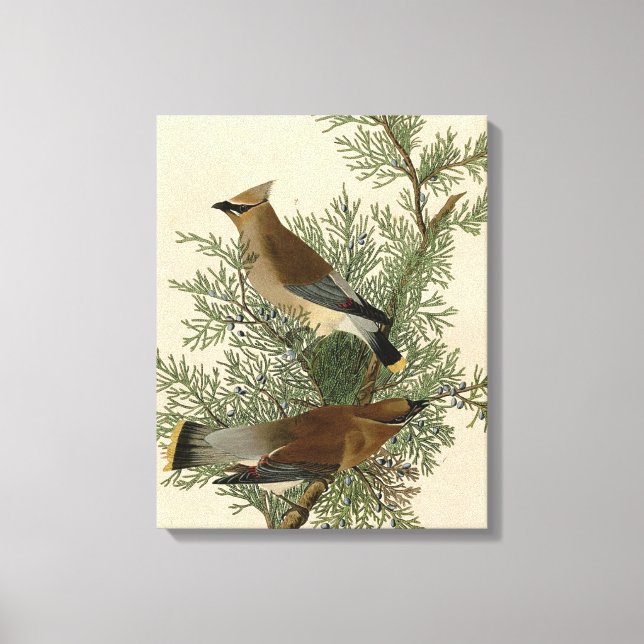 Impression d'oiseau de John James Audubon Jaseur b (Recto)