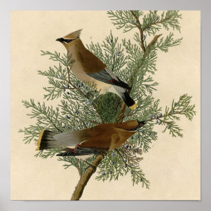 Impression d'oiseau de John James Audubon Jaseur d