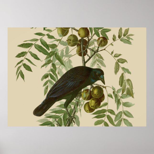 Impression d'oiseau Grackle violet d'Audubon Botan (Devant)