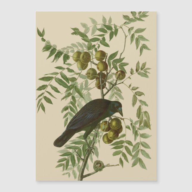 Impression d'oiseau Grackle violet d'Audubon Botan (Devant)
