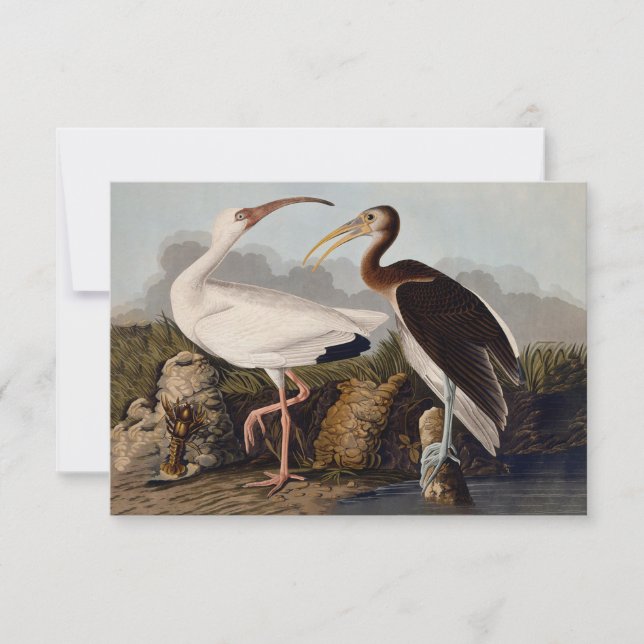 Impression d'oiseau Ibis blanc de John James Audub (Devant)