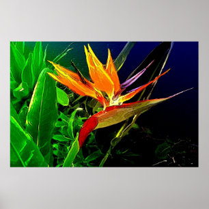 Impression d'oiseaux aquarelle