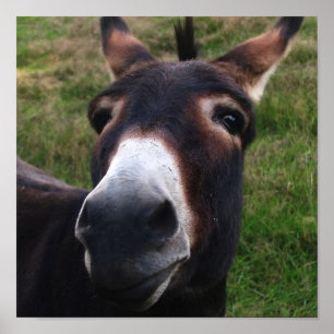 Impression Donkey souriante