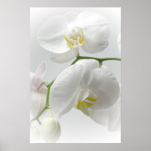 Impression d'orchidée blanche