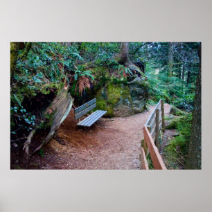 Impression du banc de chemin de forêt