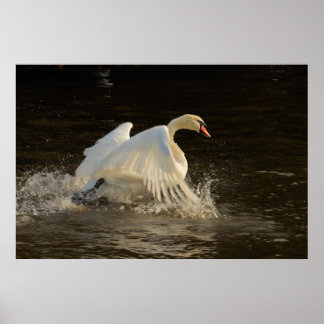 Impression du cygne à éclaboussure