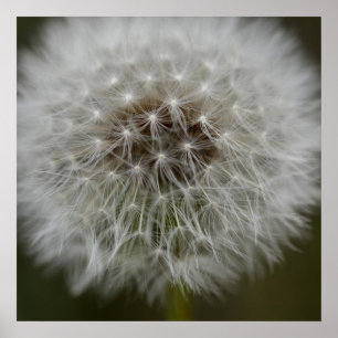 Impression du feuillet Dandelion