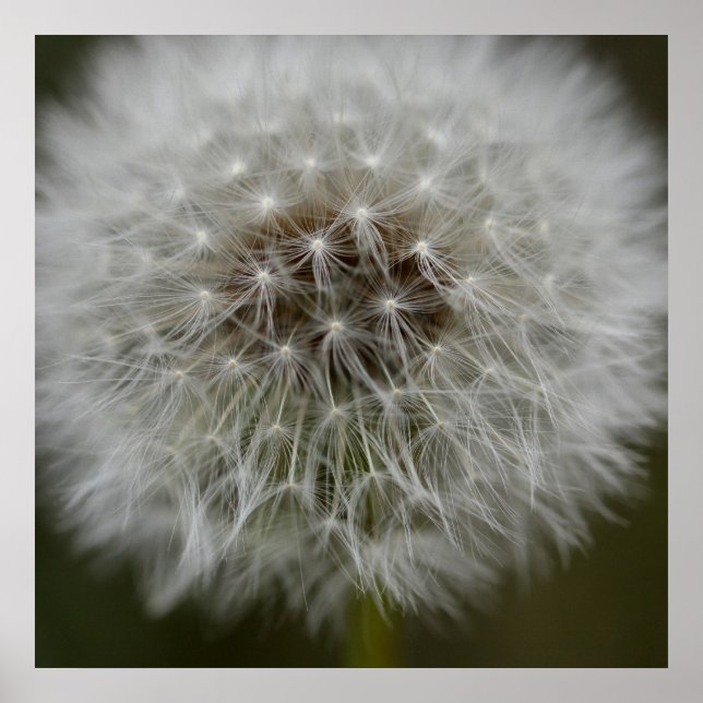 Impression du feuillet Dandelion (Devant)
