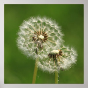 Impression du feuillet Dandelion