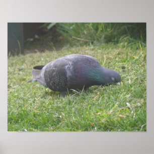 Impression du Pigeon Endormi
