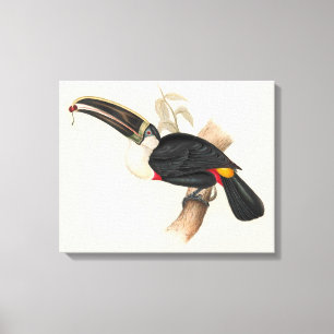 Impression du Toucan de Cuvier : Oiseau Tropical V