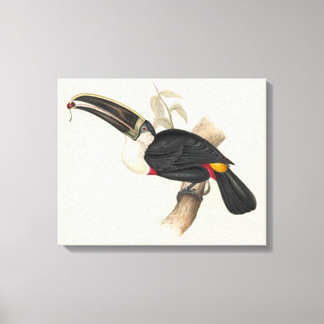 Impression du Toucan de Cuvier : Oiseau Tropical V (Recto)