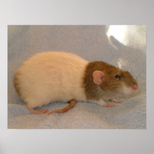 Impression d'une tablette Rats