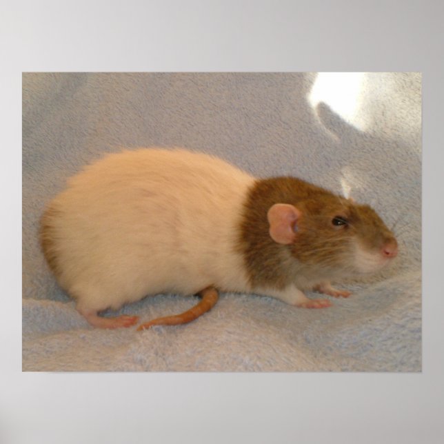 Impression d'une tablette Rats (Devant)