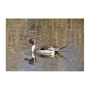 Impression En Acrylique Le canard de canard pilet nage dans un étang