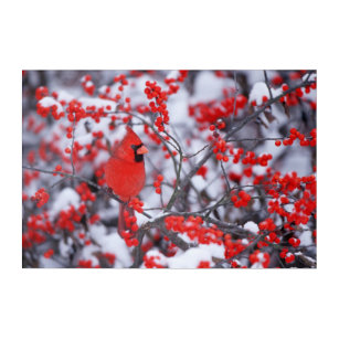 Impression En Acrylique Mâle cardinal du nord, hiver, IL