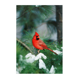 Impression En Acrylique Mâle cardinal du nord sur l'arbre, IL