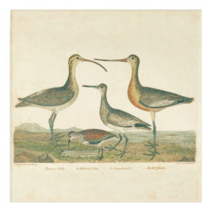 Impression En Acrylique Oiseaux de marais Courlis Oiseaux