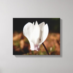Impression en toile blanche Cyclamen