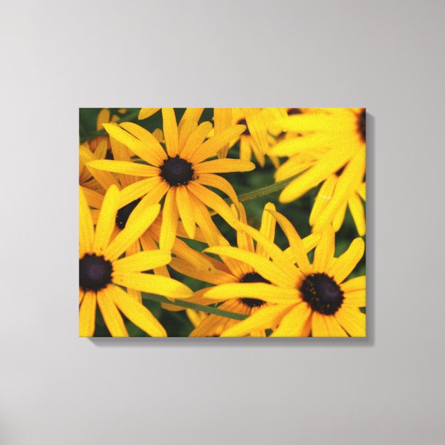 Impression en toile de Susans aux yeux noirs (Recto)