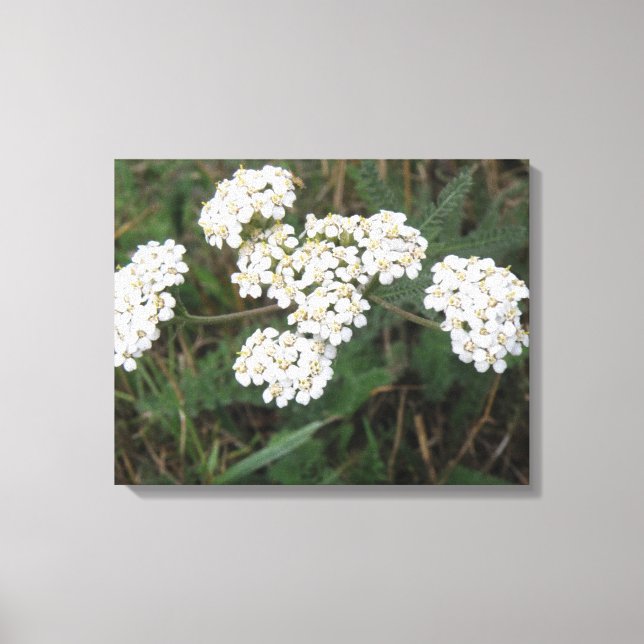 Impression en toile Fleur sauvage blanche (Recto)