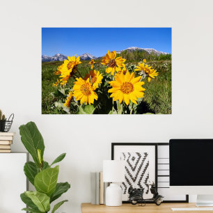 Impression encadrée d'Arrowleaf Balsamroot