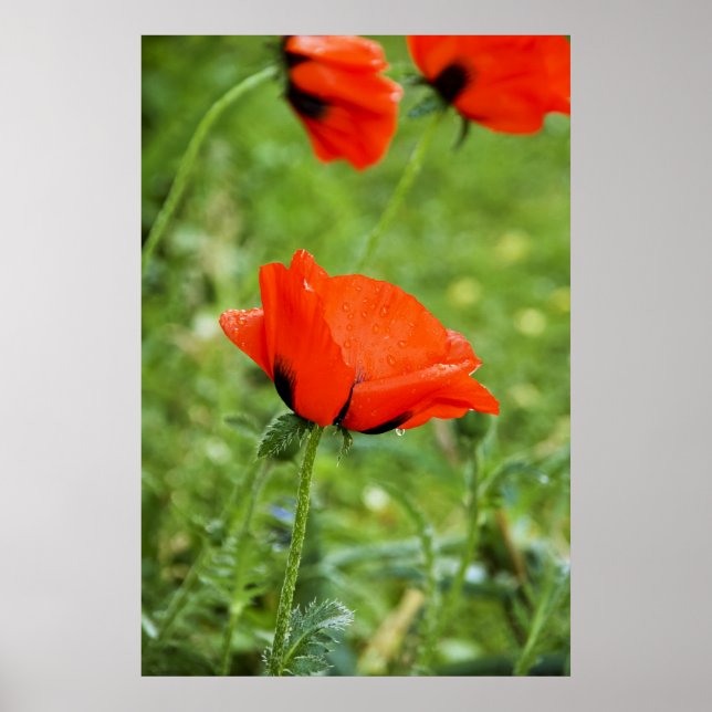 Impression encadrée de coquelicot (Devant)