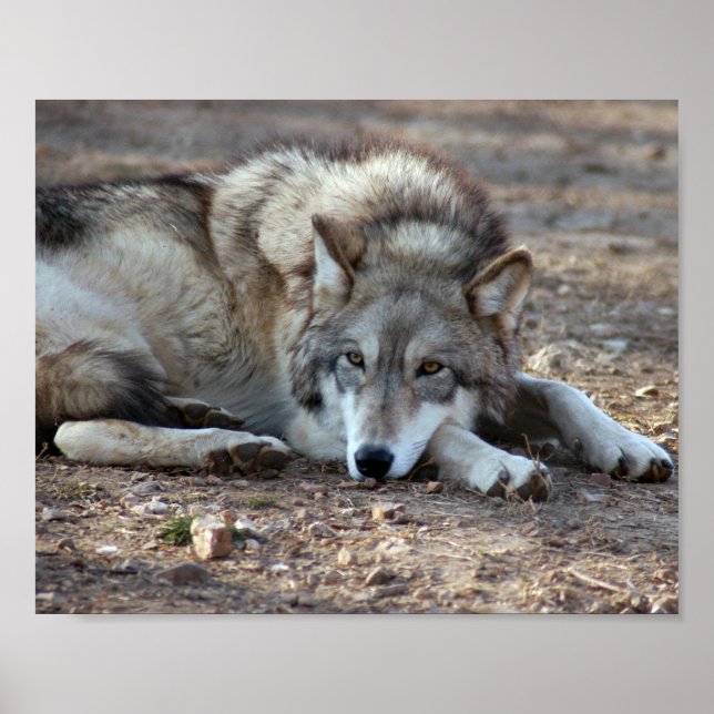 Impression encadrée Wolf (Devant)