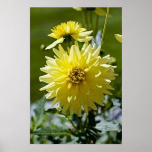 Impression encadrée Yellow Dahlia