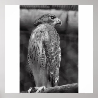 Impression Falcon B/W