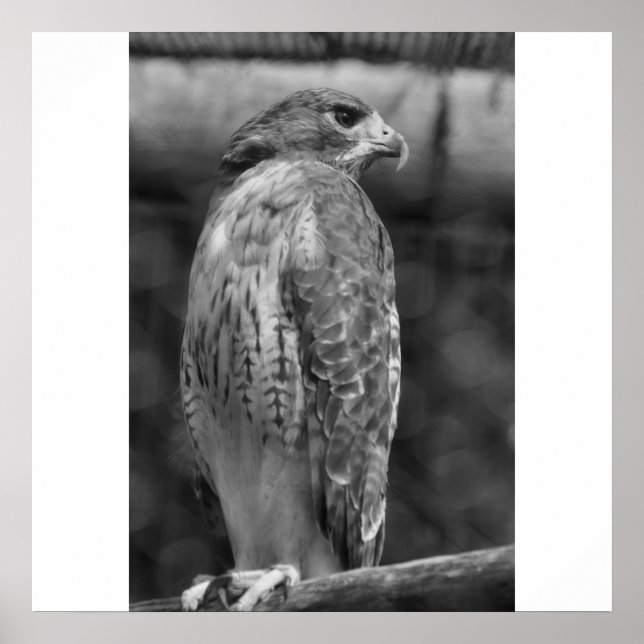 Impression Falcon B/W (Devant)
