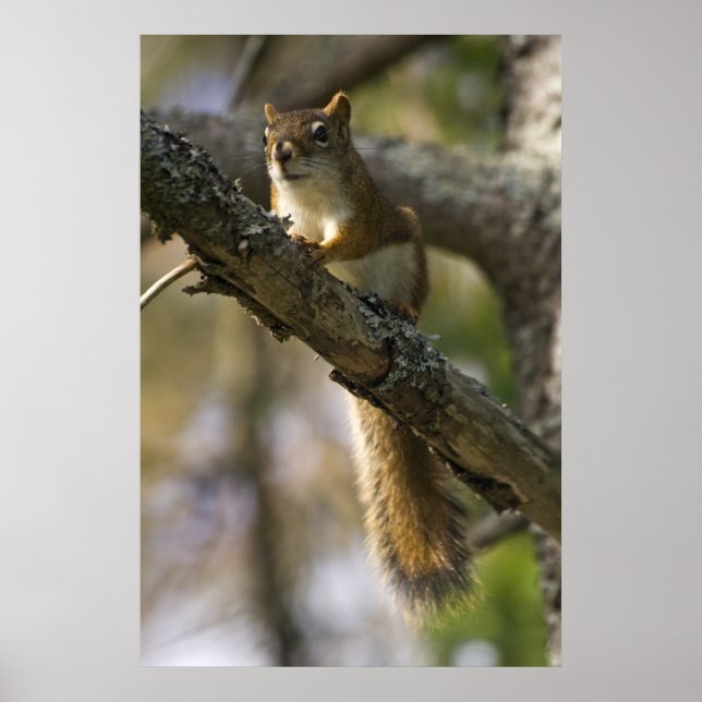 Impression fine d'art de Nut Patrol (Devant)