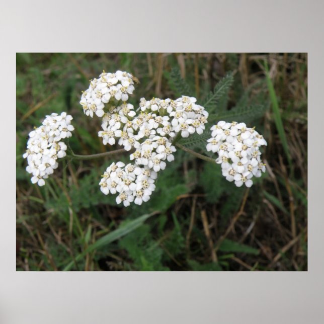 Impression Fleur sauvage blanche (Devant)