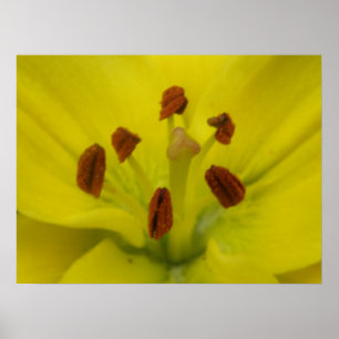 Impression florale jaune Lily