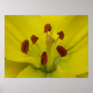 Impression florale jaune Lily