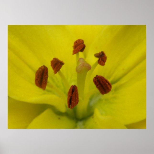 Impression florale jaune Lily (Devant)