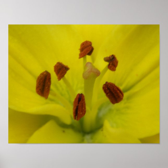Impression Florale Lily Jaune (Devant)