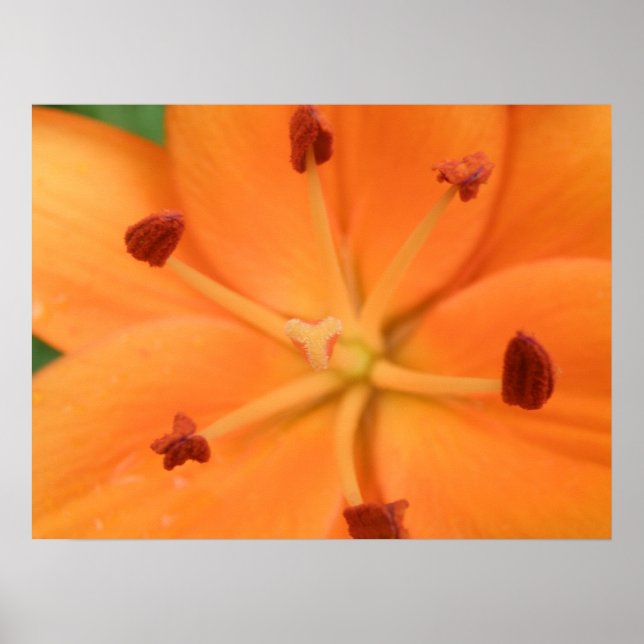 Impression Florale Lily orange (Devant)