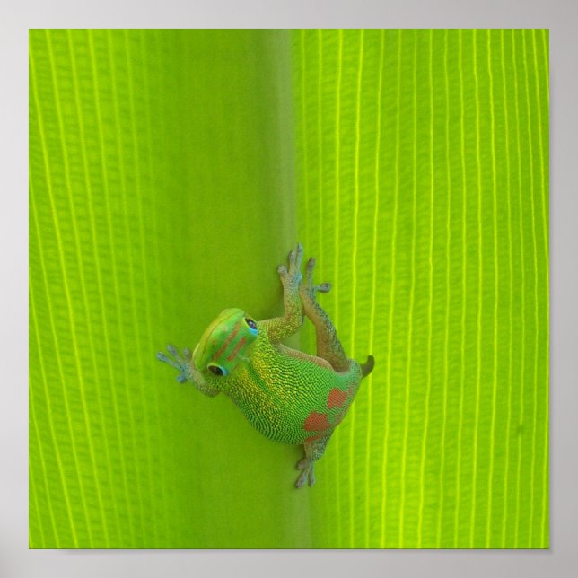 Impression Gecko (Devant)