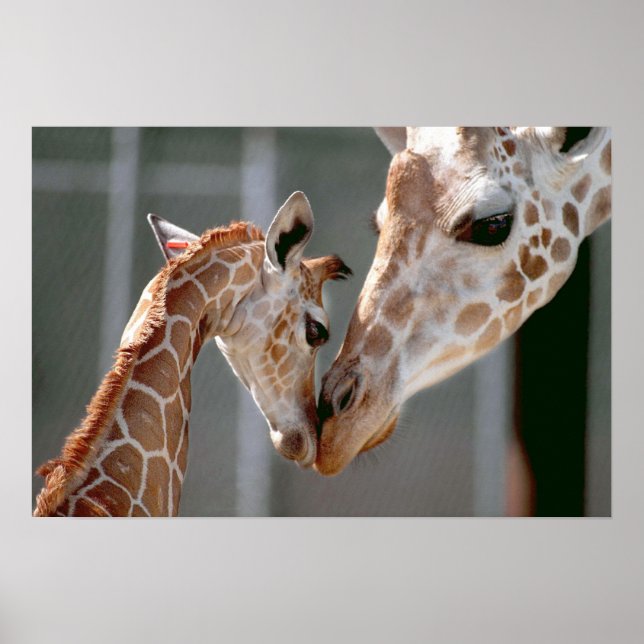 Impression Giraffe et Baby (Devant)