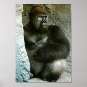 Impression Gorilla Silverback