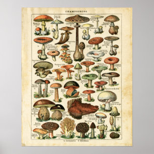 Impression graphique des champignons français anci