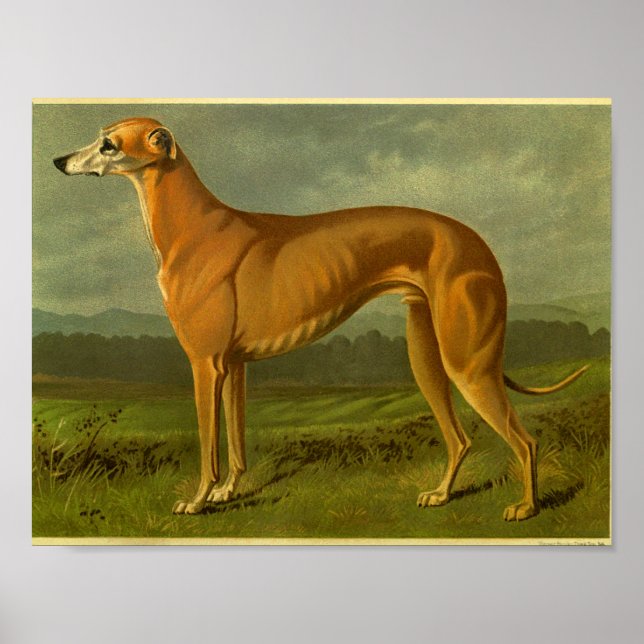 Impression Greyhound Vintage 1881 (Devant)
