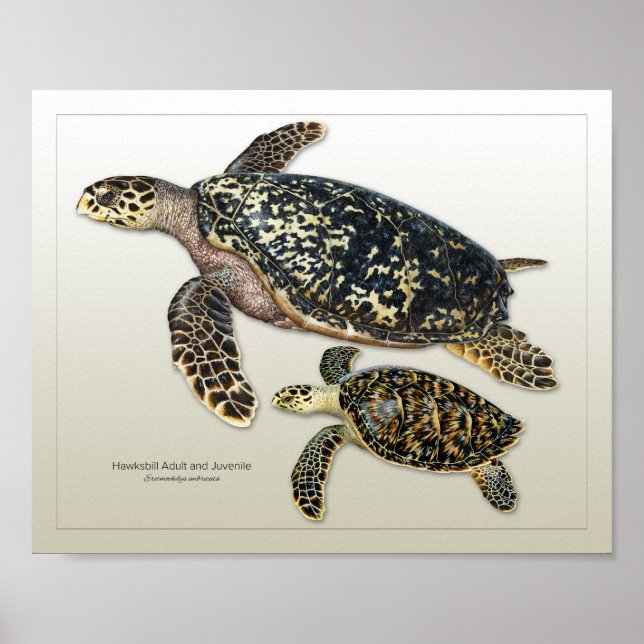 Impression Hawksbill pour adultes et adolescents (Devant)