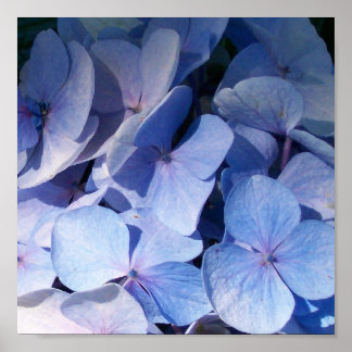 Impression Hydrangea
