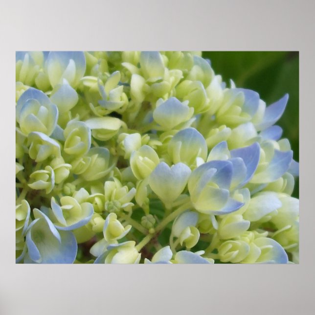 Impression Hydrangea (Devant)