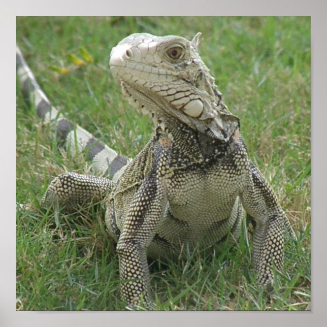 Impression Iguana (Devant)