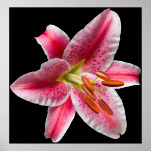 Impression Lily Stargazer