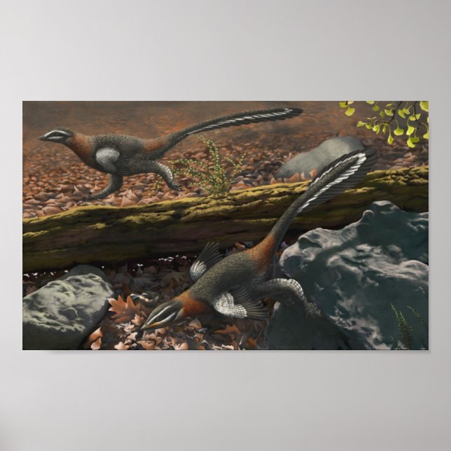 Impression longue mei (Devant)