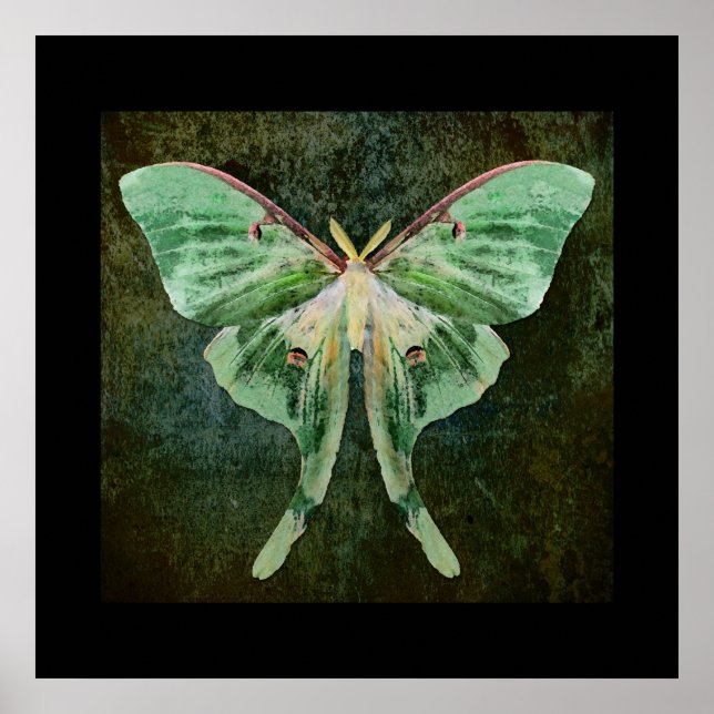 Impression Luna Moth (Devant)